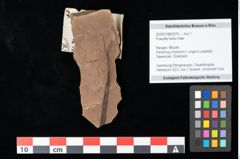 Foto (Objekt + Etikett) von Poacites tortus Heer (NHMW-GEO-2024-0188-0375)